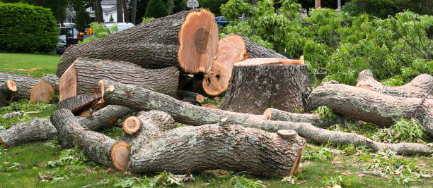 Professional Tree Removal Services in Wheeler, TX